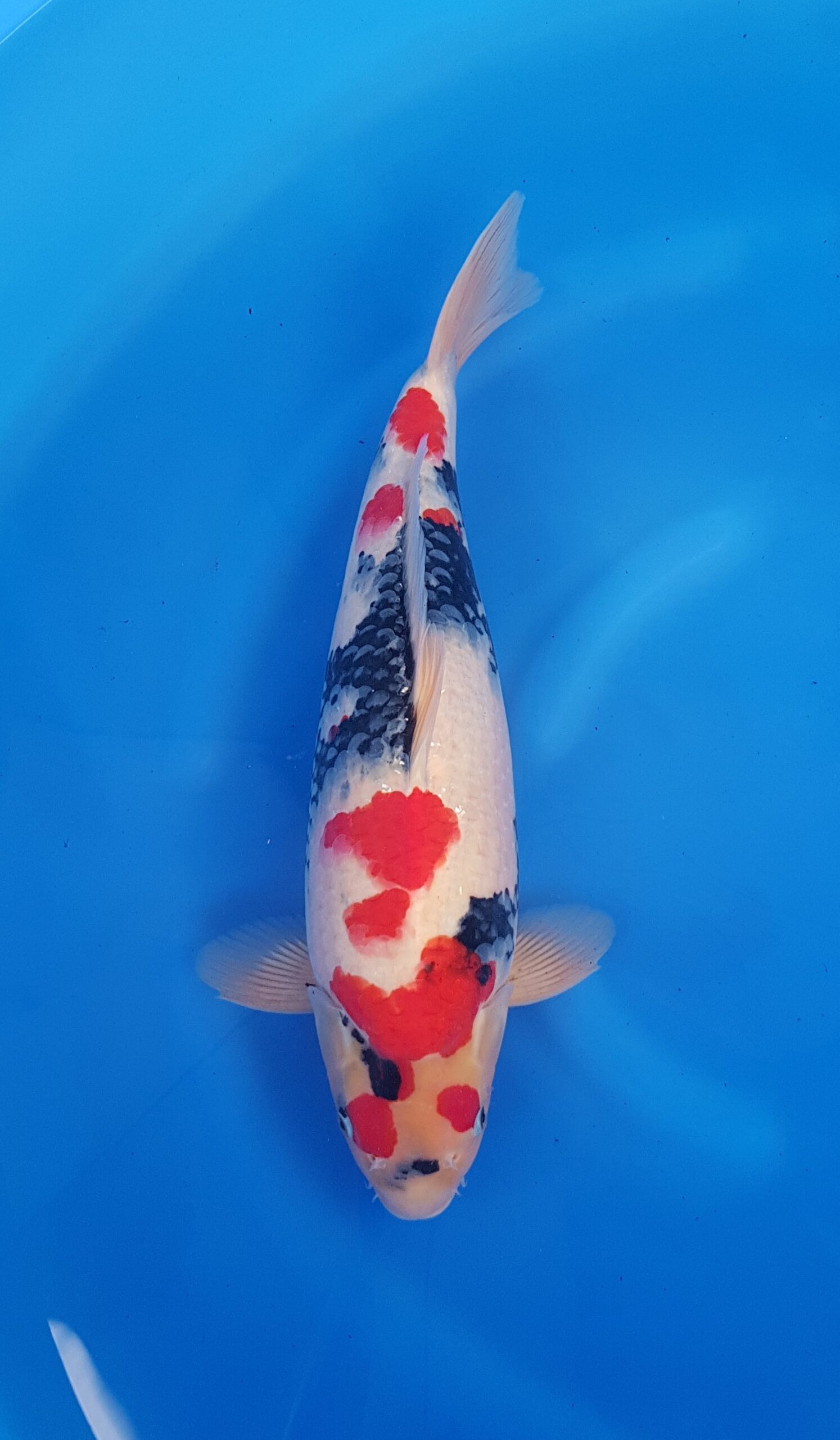 Showa - HQ Nisai (2 years) - KOI-31051