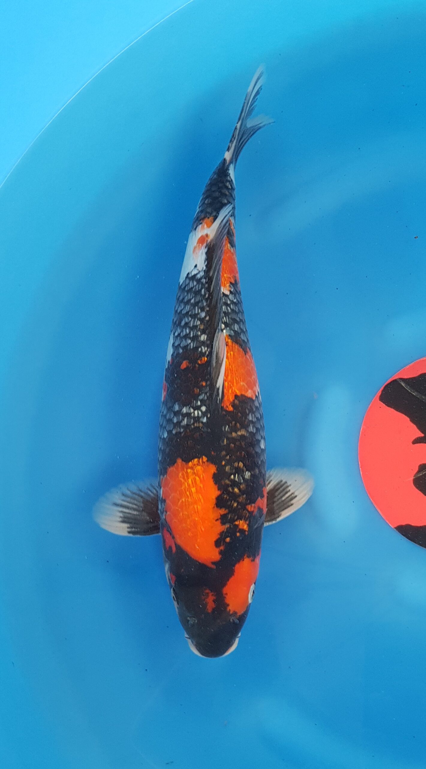 Showa ginrin - Nisai (2 years) - KOI-30440