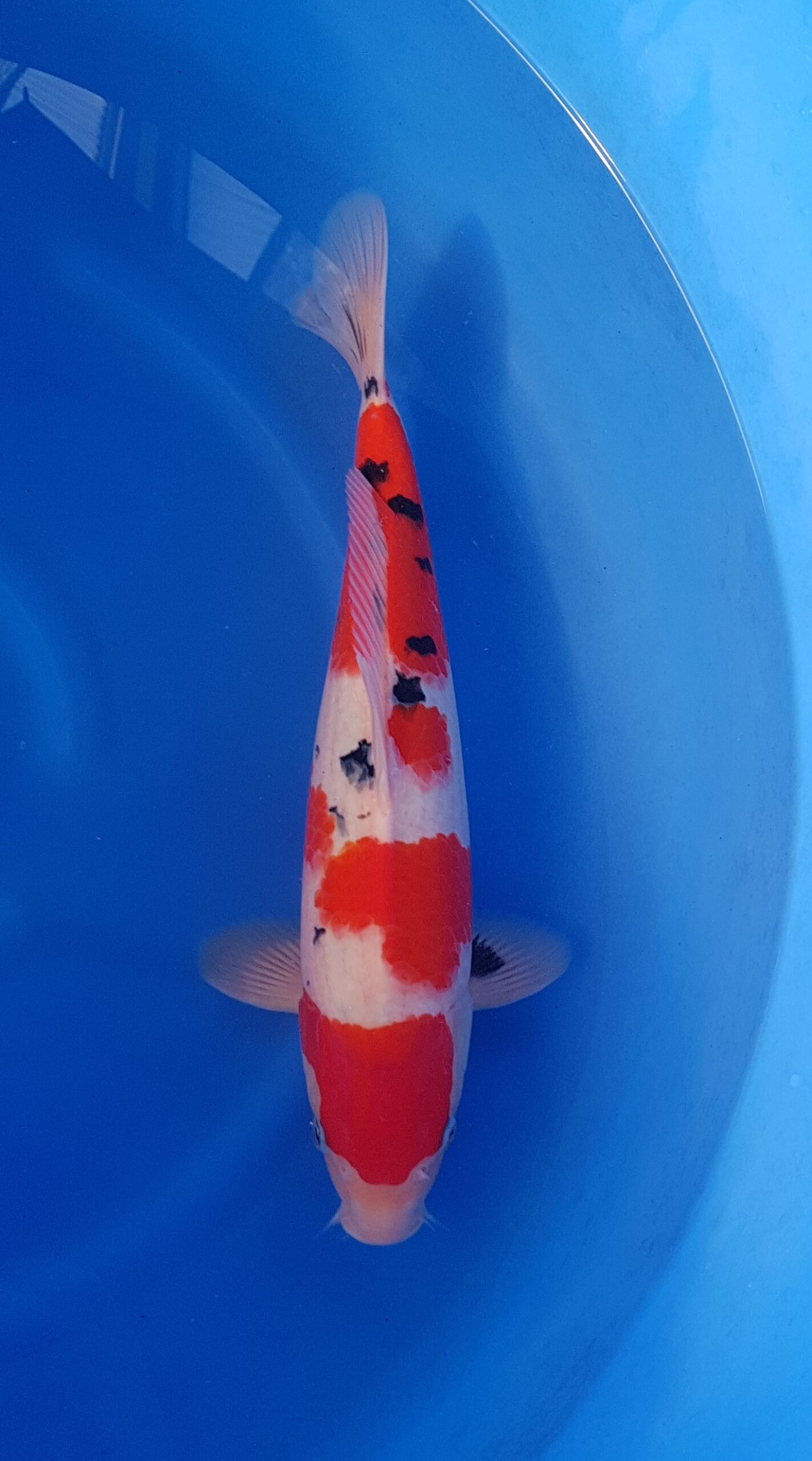 Sanke ginrin - Nisai (2 years) - KOI-30531