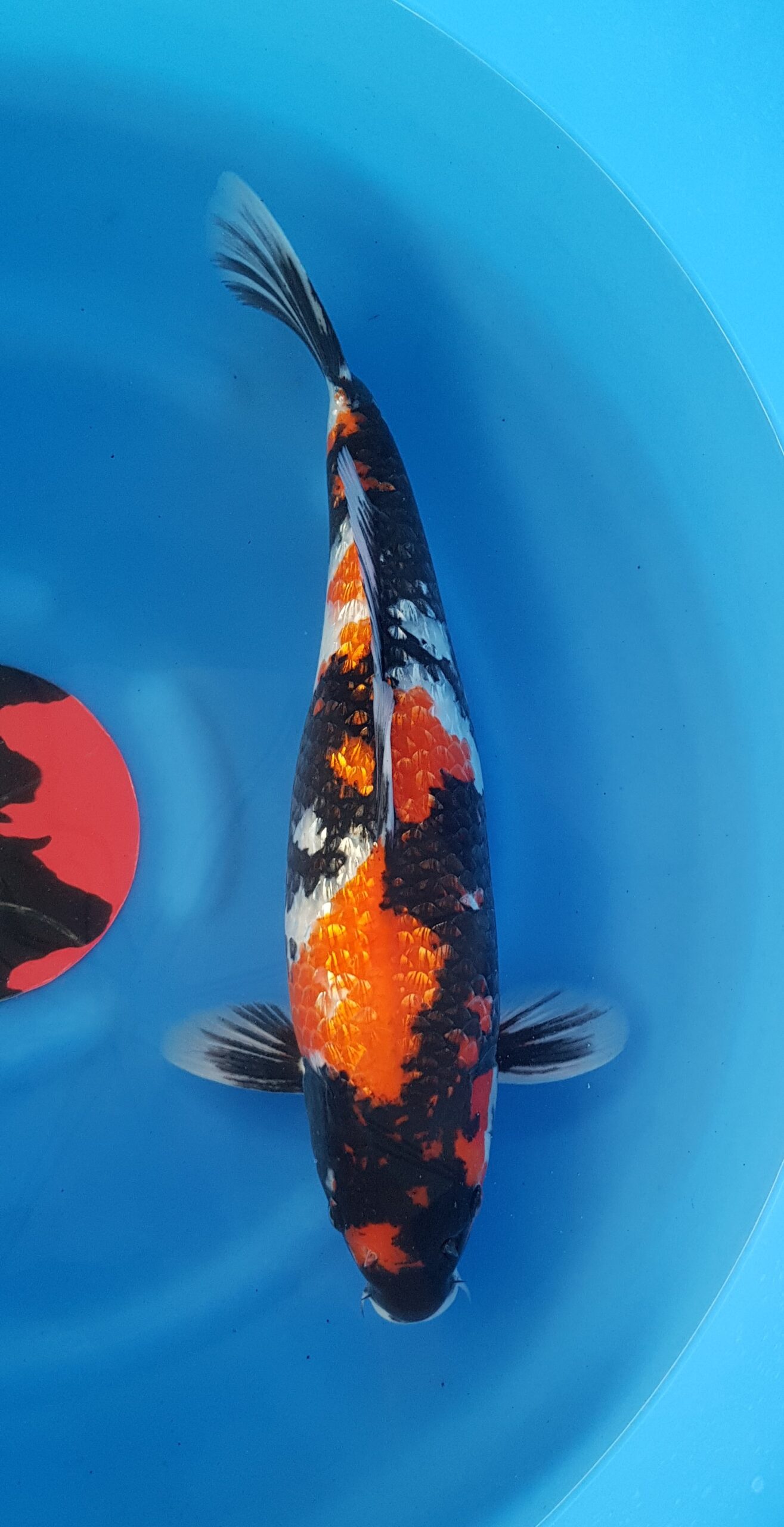 Showa ginrin - Nisai (2 years) - KOI-30445