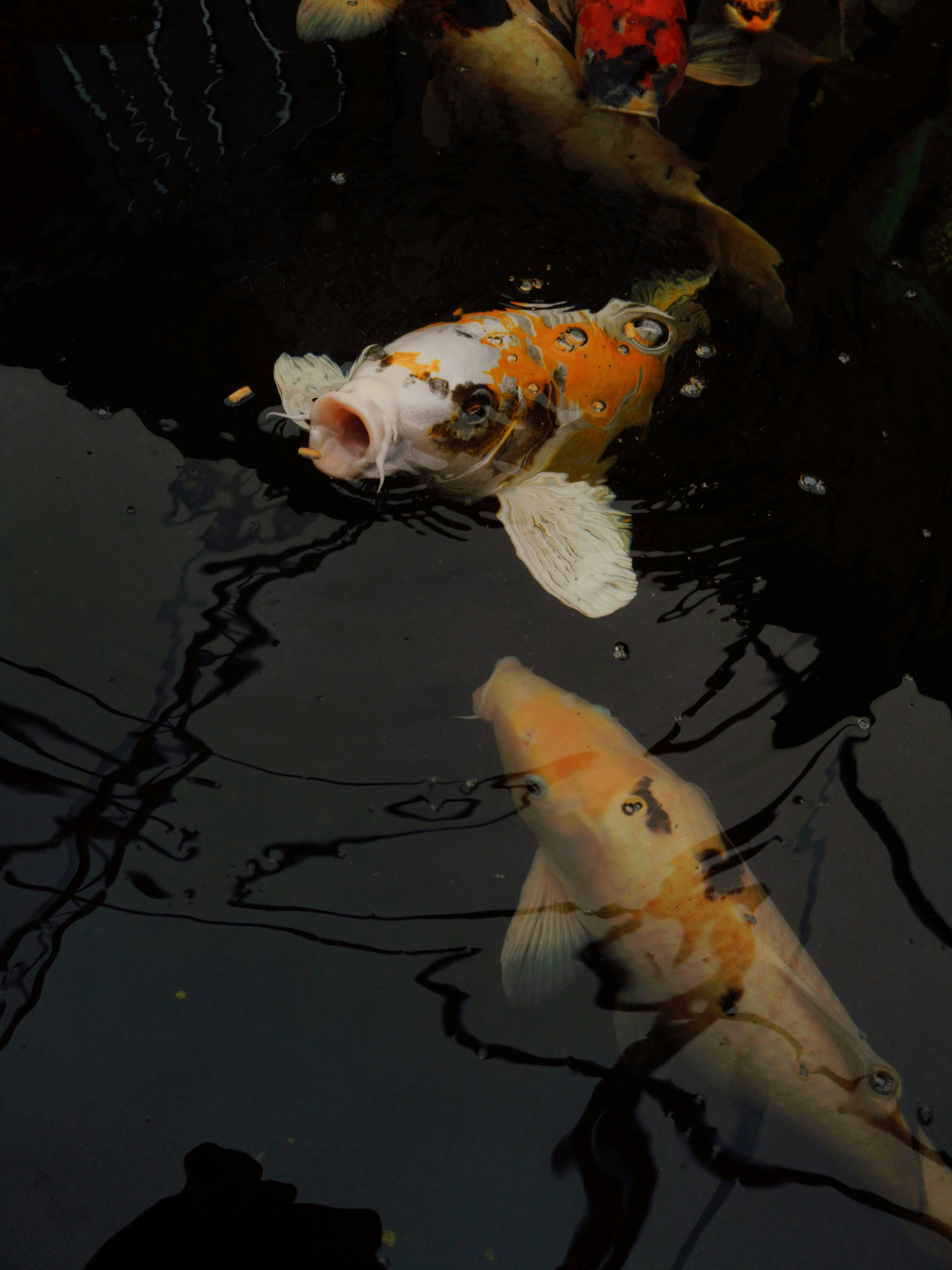 Aquatic, Water, Carp, Fish, Koi