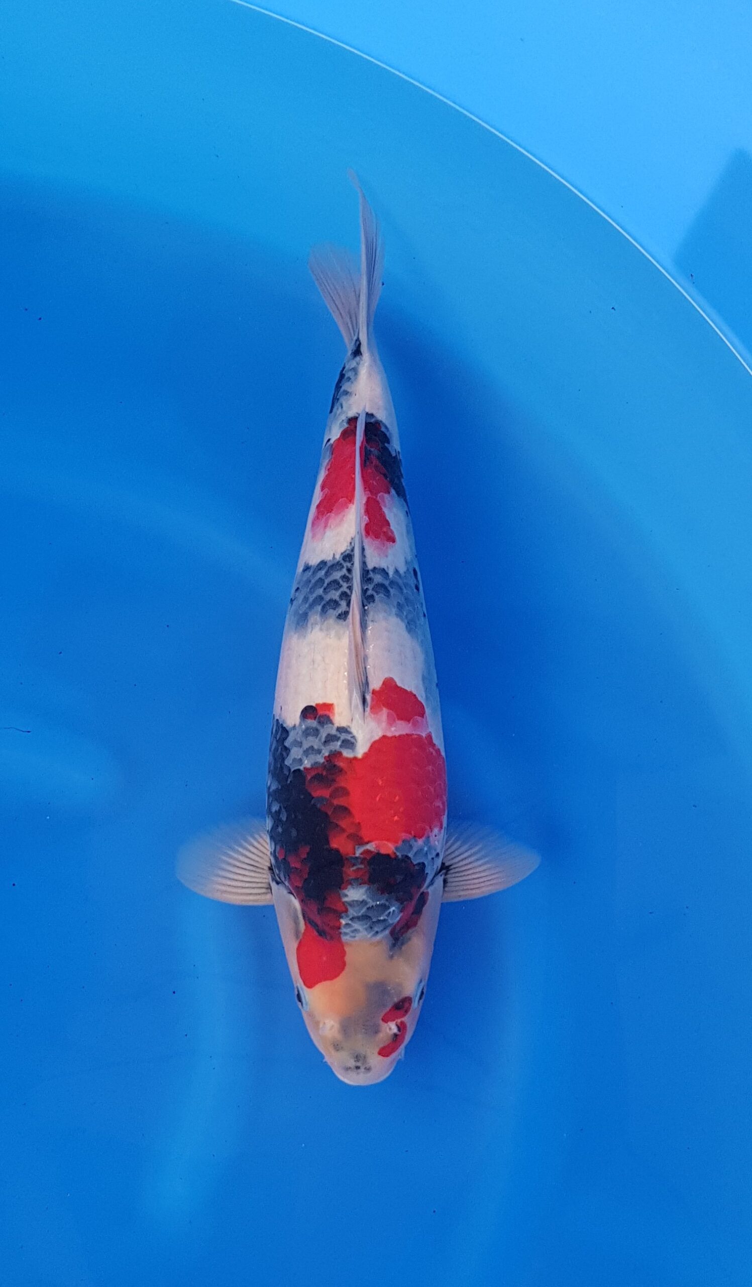 Showa - HQ Nisai (2 years) - KOI-31050