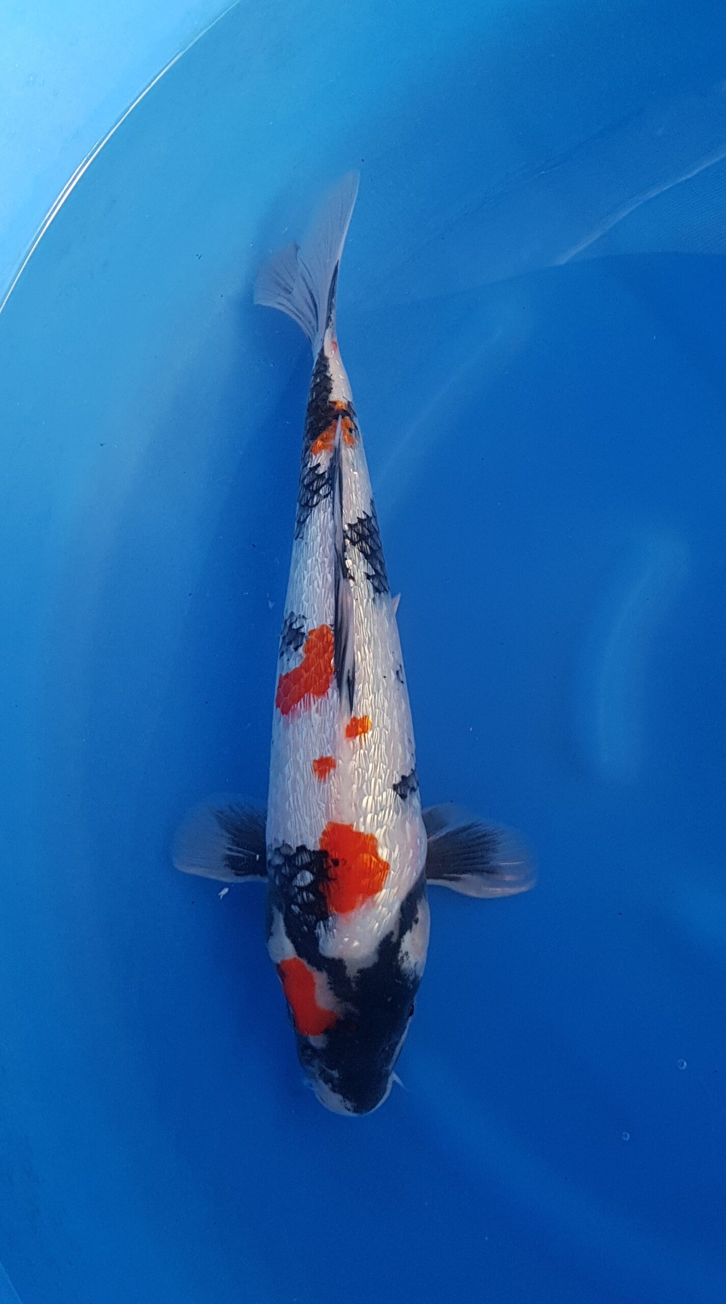 Showa ginrin - Nisai (2 years) - KOI-30546