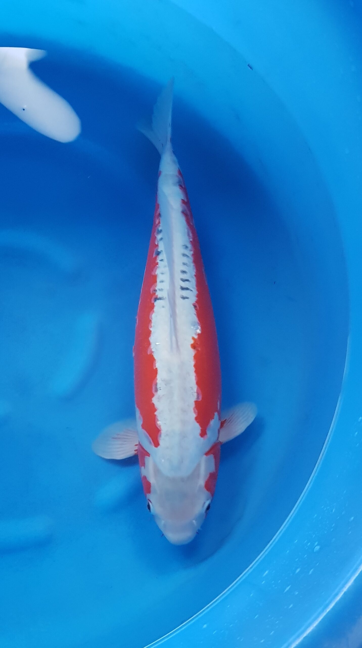 Specials - Sansai(3 years) - KOI-31321