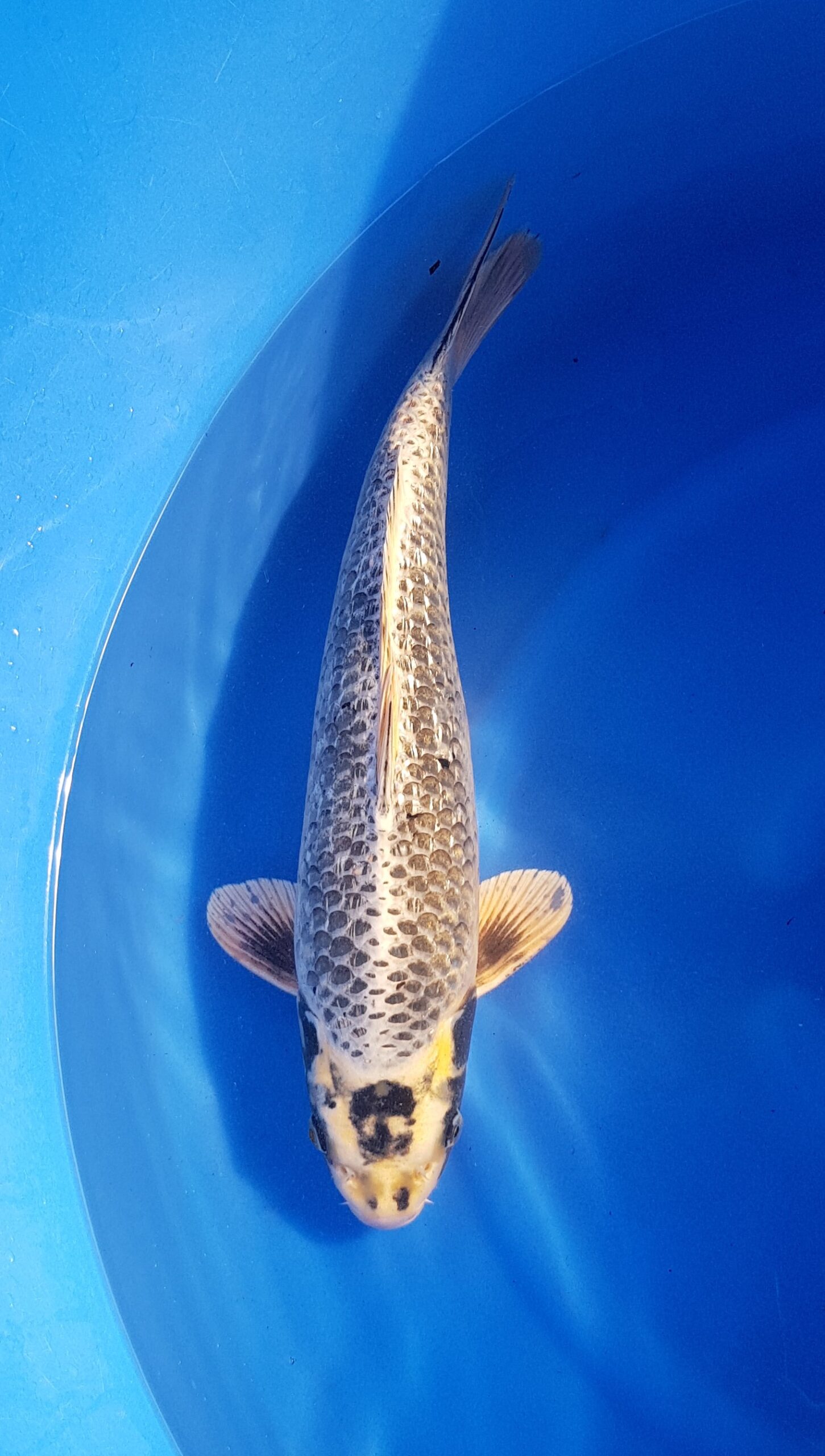 Specials - Nisai (2 years) - KOI-31225